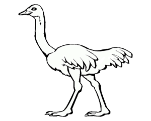 ПК 1 С  взрослые страусы