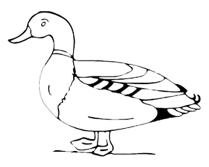 ПК-10 взрослые утки